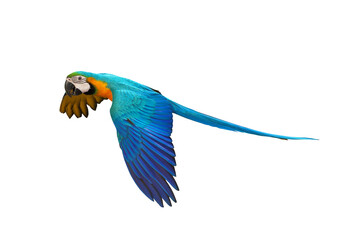 Colorful flying Blue and Gold Macaw parrot isolated on transparent background png file