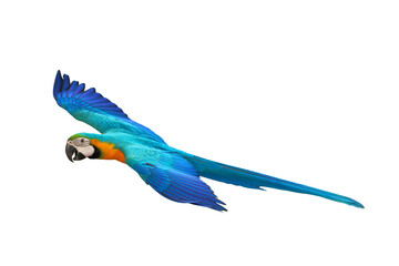 Colorful flying Blue and Gold Macaw parrot isolated on transparent background png file