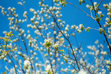 Delicate tree flowers blooming against sky.