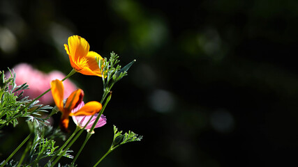 Eschscholzia californica, a beautiful pink delicate annual flower of the poppy family in the garden. Pastel colors