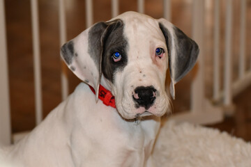Great Dane Puppy, Blue Piebald