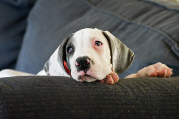 Great Dane Puppy, Blue Piebald