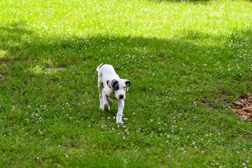 Great Dane Puppy, Blue Piebald