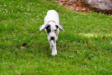 Great Dane Puppy, Blue Piebald