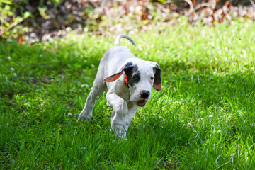 Great Dane Puppy, Blue Piebald