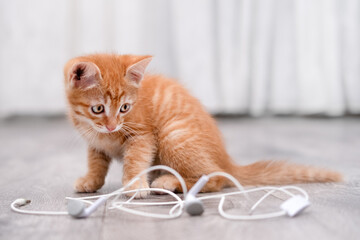 Cute red kitten playing with headphones
