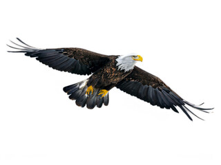 Obraz premium american bald eagle flying