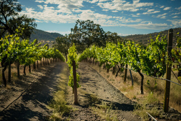 Vineyard Tour, With Visitors Strolling Through The Scenic Landscape, Learning About The Winemaking Process, And Sampling Wines Straight From The Source, Generative AI