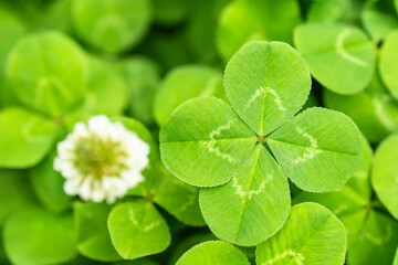 公園の草むらで見つけた四つ葉のクローバー