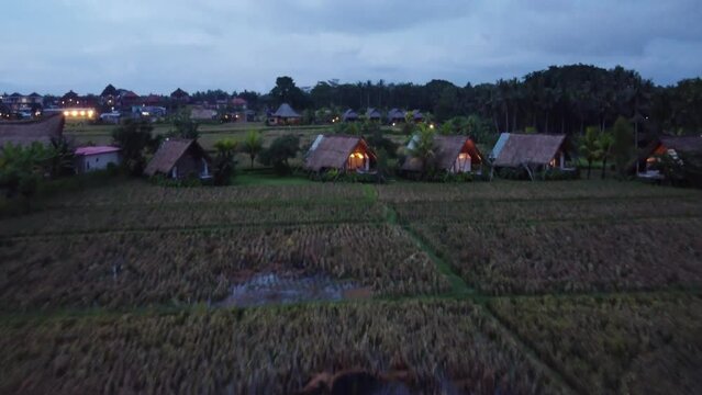 Row of thatched bungalows in hut style amid rural nature and rice fields, evening Drone shot