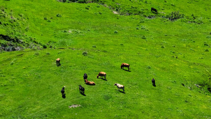 牧場の風景　空撮