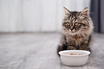Cute brown fluffy kitten sitting near food bowl