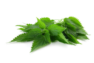 Fototapeta premium fresh leaves of nettle isolated on a white background