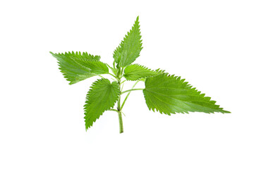 fresh leaves of nettle isolated on a white background