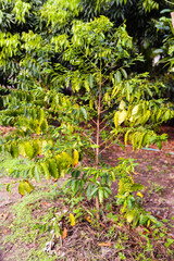 the photo of coffee plant with full of raw coffee berries