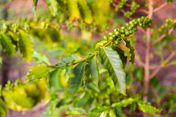 the photo of coffee plant with full of raw coffee berries