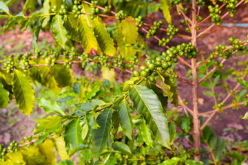 the photo of coffee plant with full of raw coffee berries