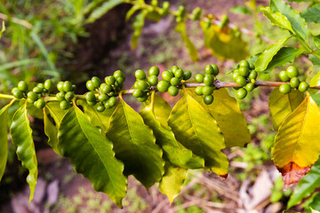 the photo of coffee plant with full of raw coffee berries