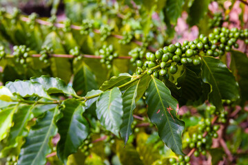 the photo of coffee plant with full of raw coffee berries