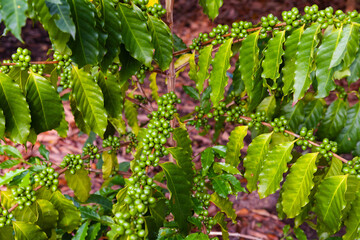 the photo of coffee plant with full of raw coffee berries