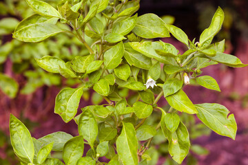 closed up of Chili plants and flowers