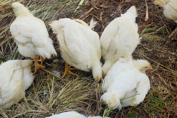 broilers. will be cut for consumption. broiler farming.