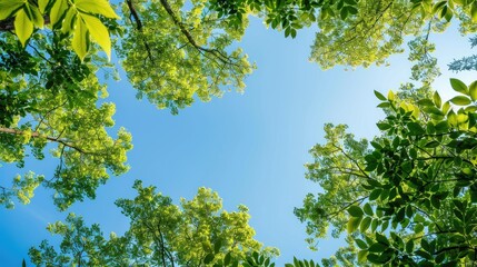 A lush green forest canopy against a clear blue sky