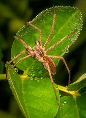 Close-up image of a Nursery Web Spider (Pisaura mirabilis) on a green leaf with water drops.