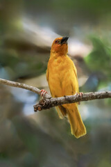 Ploceus subaureus, Yellow-bellied Weaver nesting, Zanzibar near Jambiani