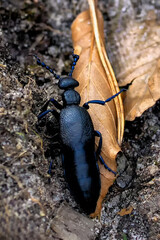 Meloe proscarabaeus - a species of beetle from the oleicaceae family. Adult insects feed on plants, while the larvae are first ectoparasites and then nest parasites of wild bees. Gdansk, Poland