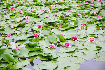 botanical background of water lilies in bloom