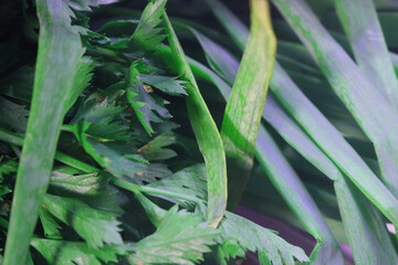 Obraz premium Leeks and celery will be cooked as food flavoring