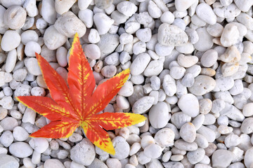 colourful fake japanese maple leaf on pebbles stone