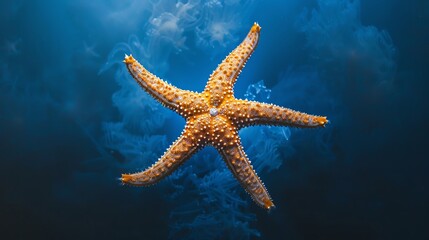 Close-up of a starfish in underwater ocean scenery, showcasing marine life and aquatic wonders in a dark blue background.