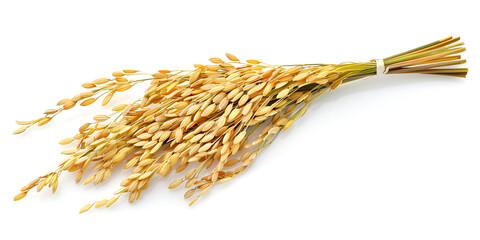 bunch of golden rice stalks tied together with a white ribbon, set against a white background...