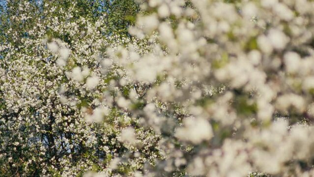 Appe tree blossom over several trees in daytime spring landscape