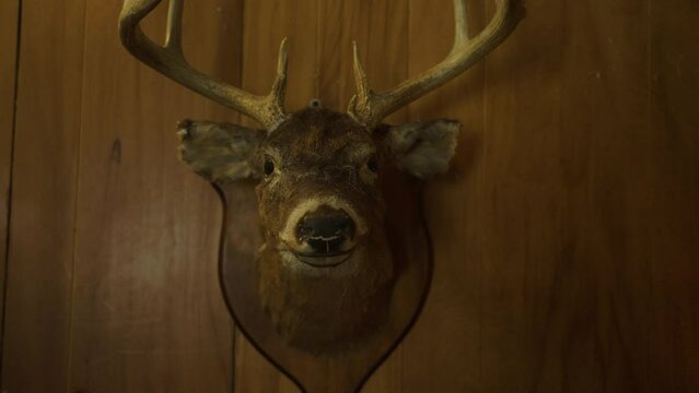White tailed deer head taxidermy mount on old wooden wall, frontal straight on