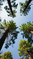 Obraz premium Bottom view of pine trees. Summer background theme for camping and hiking. Portrait background