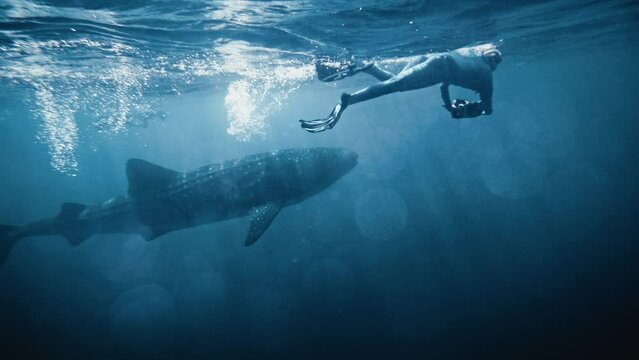 Whale shark swims to surface as diver follows underwater in shimmering light