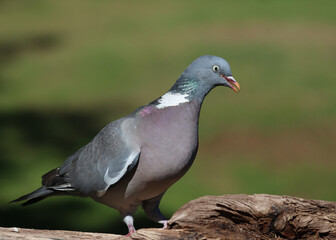Wood pigeon