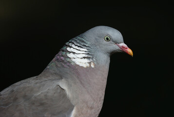 Wood pigeon