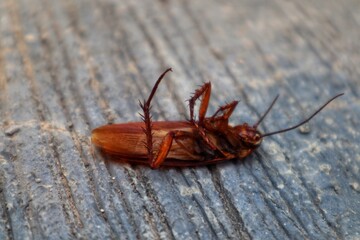 Dead cockroach face up with close up view.