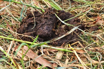 Cow dung on dry weed leaves close up view.