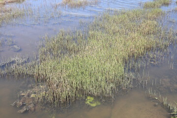 thickets of grass on a pond pond in shallow water near the shore in the countryside in May in the Moscow region, 2024 2