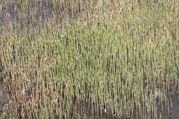 thickets of grass on a pond pond in shallow water near the shore in the countryside in May in the Moscow region, 2024 2