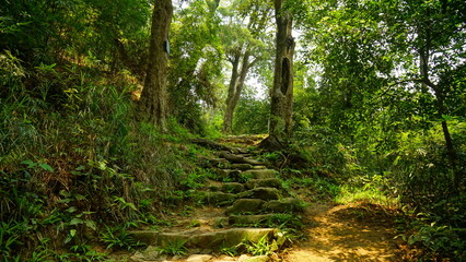 Tropical mountain landscape