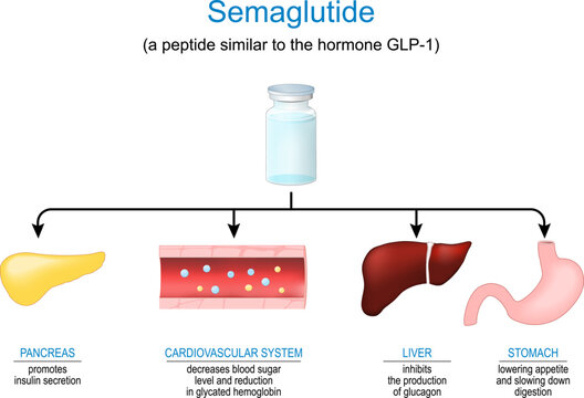 Semaglutide. Peptide hormone. Mechanism of action