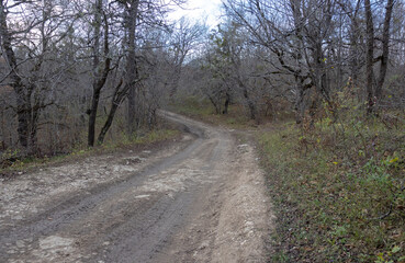 dirt road leading to the forest, autumn motif and the state of nature