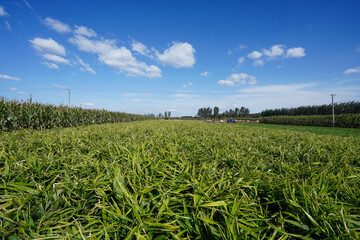 Ginger and peanuts under the blue sky and white clouds are growing vigorously in North China