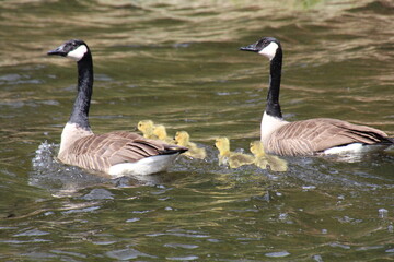 Obraz premium country goose family